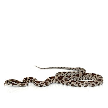 Anerythristic Corn Snake